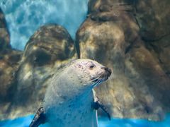 -上海海洋水族馆