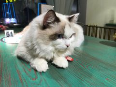 -喵喵咪呀布偶猫咖(春熙路店)