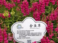 -春花秋色城市公园