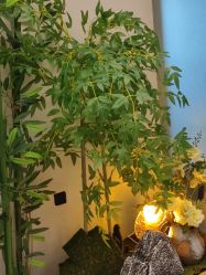 -侒悦缦月子中心·疗愈园区(龙岗店)