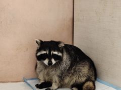 -浣熊柯尔鸭土拨鼠·电玩咖