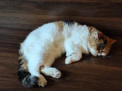 -猫岛主趣味餐厅(鼓浪屿店)