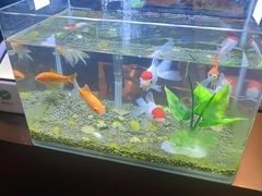 -华夏良子·足道SPA艾灸(王府井店)