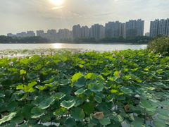 -南翔镇银翔湖公园