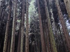 -武陵山森林公园