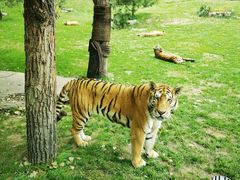 -北京野生动物园