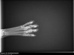 -菲尔斯特宠物医院