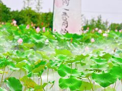 -嘉北郊野公园