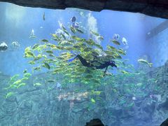 -芜湖新华联大白鲸海洋公园