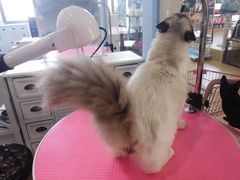 -70cat德文卷毛猫·缅因猫纯种猫舍