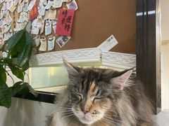 -猫小院猫主题餐厅(南锣旗舰店)