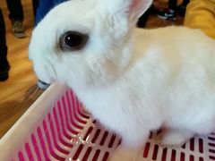 -藦茜花园宠物主题亲子互动体验馆(国顺东路店)