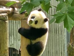 -卧龙中华大熊猫苑神树坪基地