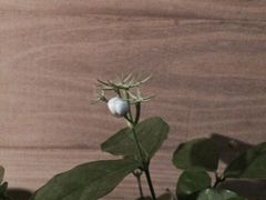 iphone_upload_pic-VOYAGE COFFEE(北锣鼓巷店)