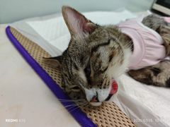 -纳吉亚猫专科动物医院博雅分院