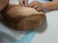 -乐琪宠物医院·犬猫专科·骨外科·急重症