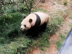 -云南野生动物园