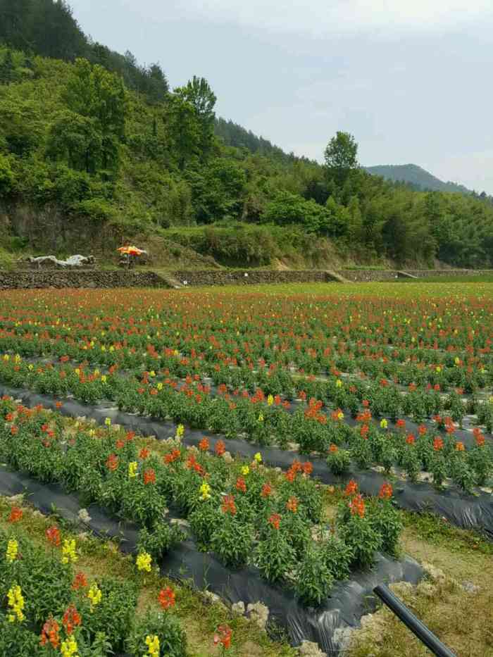 石浦花海-"从宁波到丽水去走亲戚,顺带去了这个知名的.