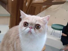 -飞行喵MR PILOT|猫舍·猫咖(静安大融城店)