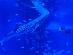 -烟台海昌鲸鲨海洋公园