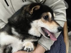 -北京观赏动物医院·24小时大型综合·猫专科·异宠专科