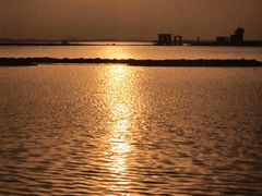 -合肥滨湖国家森林公园