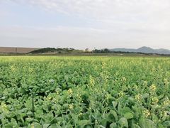 -光明小镇欢乐田园