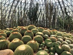 -深圳仙湖植物园-停车场