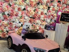 -百好乐宠物友好餐厅(朝外大街店)