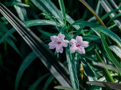 -国家植物园南园