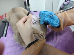 -达爱动物医院·犬猫分区·CT·复杂眼科(远洋山水分院)