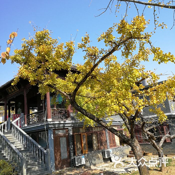 十里古银杏长廊图片