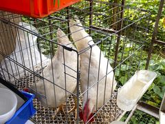 -Again Coffee Roaster(香蜜湖店)