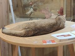 -藏猫猫咖啡主题馆(中央大道店)