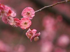 -花开海上生态园