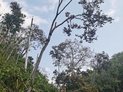-西双版纳原始森林公园