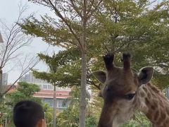 -灵玲国际马戏城