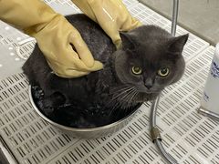 -北京观赏动物医院·24小时大型综合·猫专科·异宠专科