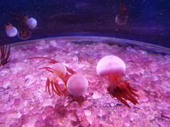 -欢乐海岸海洋奇梦馆