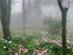 -梧桐山风景名胜区