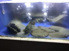 -阿英煲(凉城路店)