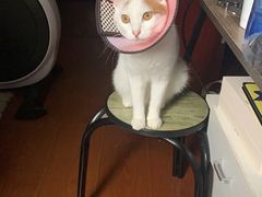 -爱侣宠医·鹦鹉专科·小型哺乳类·异宠专科(灵石路店)