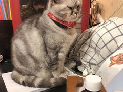 -猫色咖啡·猫咖
