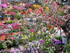 -双季花艺园艺市场(浦东店)