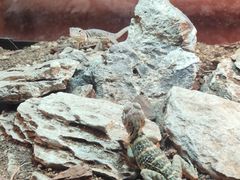 -帕帕拉兹宠物(亚洲旗舰店)