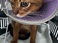 -宠物星动物医院·眼科·异宠·猫科(江南大道总院)