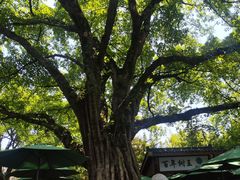 -鹅岭公园瞰胜楼