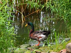 -昆山城市生态森林公园
