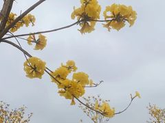 -天适樱花悠乐园