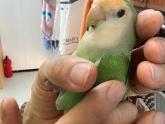 -立德异宠动物医院.兔鸟爬.内窥镜(天河店)